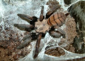 Chilobrachys fimbriatus
